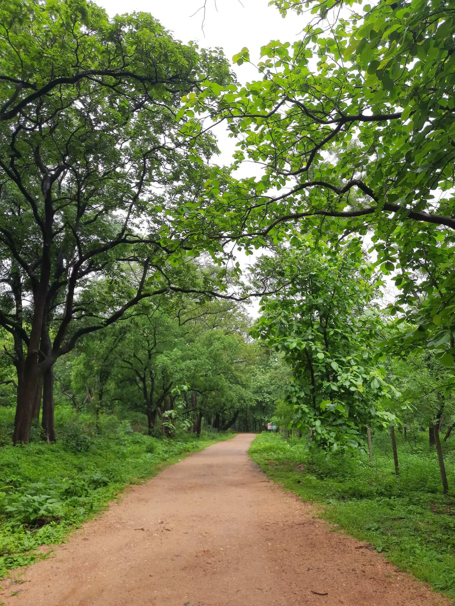 Red Earth Path